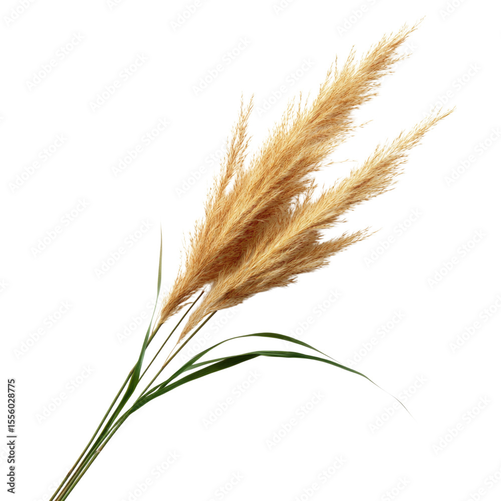 Elegant dried pampas grass with long slender green leaves for home decor, transparent background, cutout PNG Elegant dried pampas grass with long slender green leaves for home decor, transparent background, cutout PNG