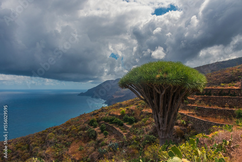 Entre dragos en algún rincón de Garafía, La Palma, Canarias
