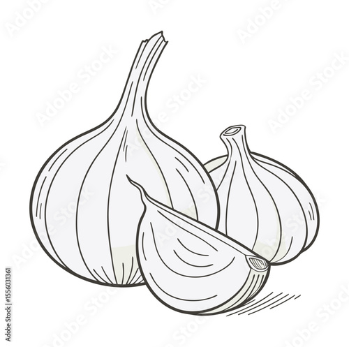 Garlic bulbs and clove food ingredient