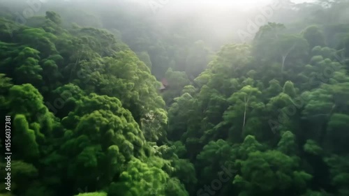 Lush green bamboo forest bathed in morning mist, sunlight filtering through the dense canopy.