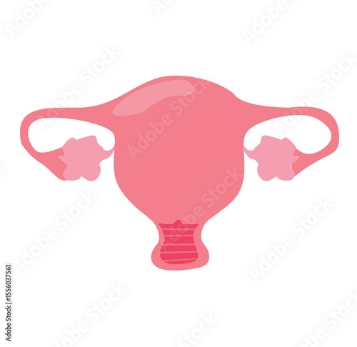 vektor Uterus. Women Health. Female reproductive system, cycle. Human anatomy.