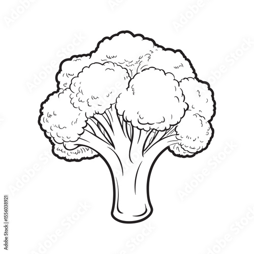 Line Art Depiction of Broccoli Head with Detailed Florets and Stalk Ideal for Coloring Books or Educational Materials
