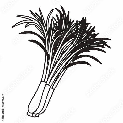 Culinary Herbs Lemongrass Illustration, Line Art, Black and White