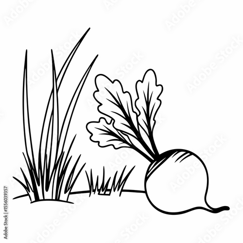 Hand-Drawn Beetroot Illustration Farm Fresh Vegetable Drawing