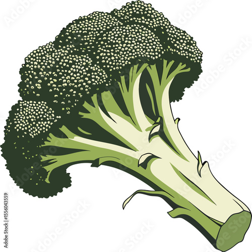 Broccoli isolated on a white background