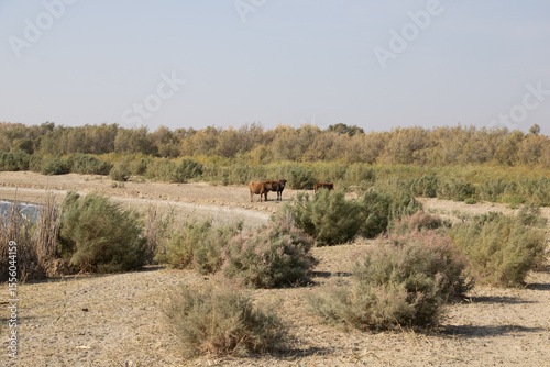  Aydar Kul Lake, Uzbekistan- cattle at the lake shore
