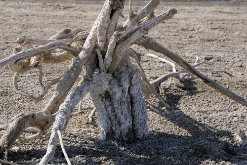  Aydar Kul Lake, Uzbekistan- salted dead wood