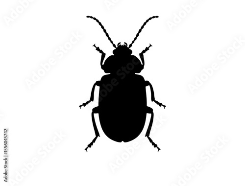 Blister beetle insect in silhouette image white background.