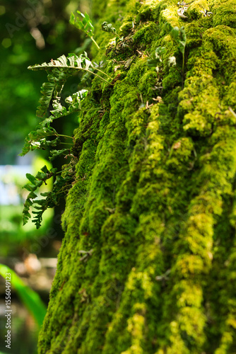 Moss on tree