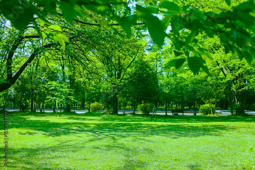 緑の公園