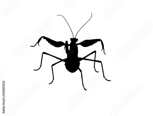 Dead leaf mantis insect in silhouette image.