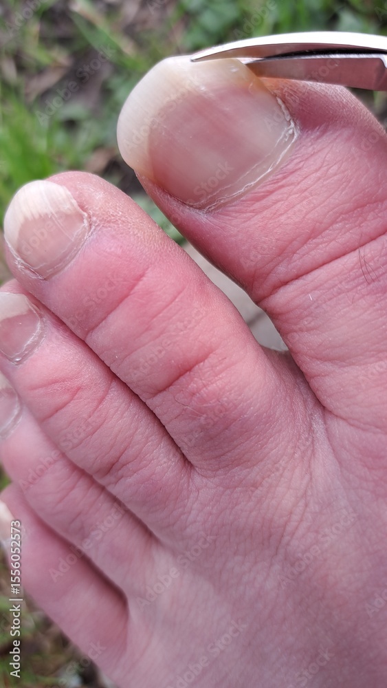 Obraz premium Close-up of a foot with long toenails being carefully trimmed with scissors, showcasing the nail care process and emphasizing personal grooming and hygiene practices