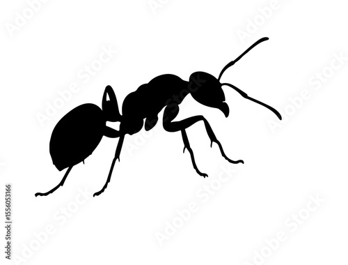  Gliding ant insect in silhouette image white background.