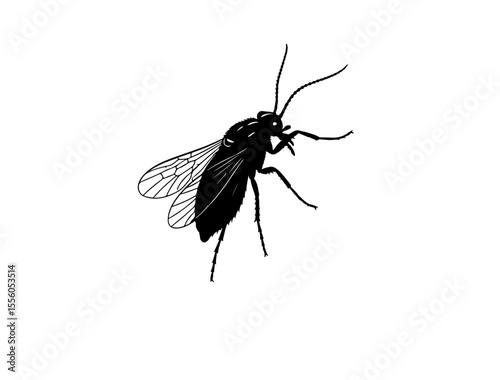  Gnat in silhouette image white background.