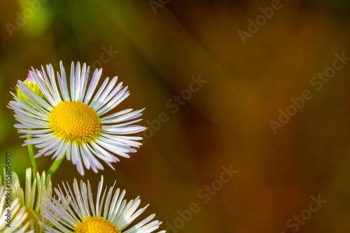 Vergerette annuelle (Erigeron annuus) en macro : fleur blanche et jaune de la nature.

