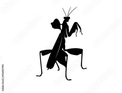  Leaf mantis insect in silhouette image.