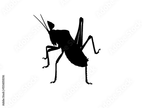  Leaf mimic katydid insect in silhouette image.
