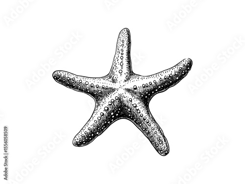 Summer starfish vintage engraving, ocean beach decor in retro black sketch style, trendy hand-drawn coastal motif, old engraving style illustration, nautical wall art,