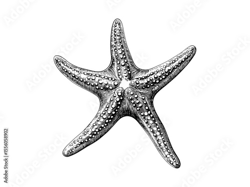 Retro black sketch summer starfish, ocean vacation decor, hand-drawn beach season motif, vintage engraving style illustration, coastal art, seaside home decoration,
