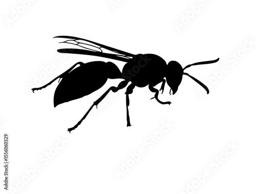 Paper wasp insect in silhouette image white background.