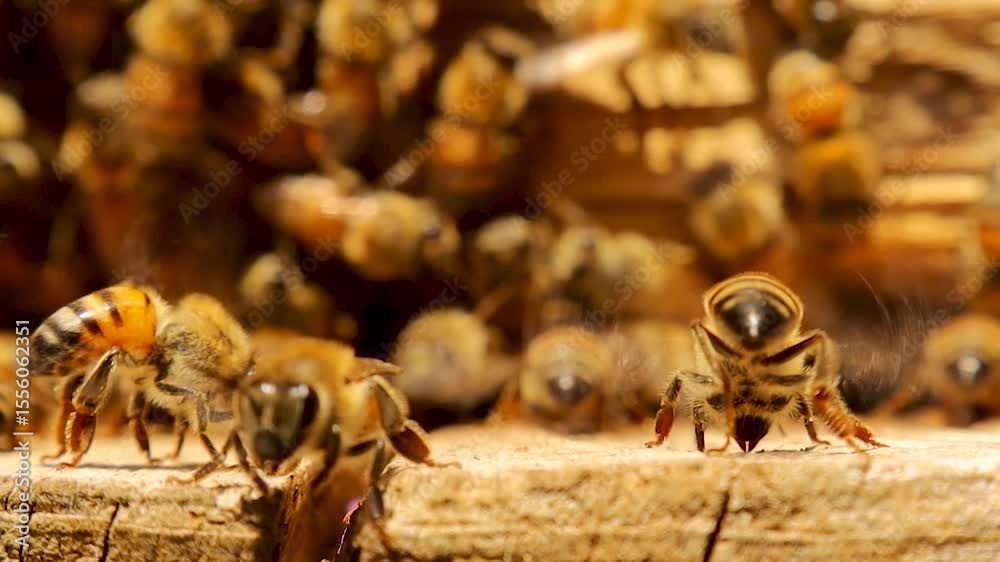 Honeybees fan their wings to ventilate and cool the hive entrance. This natural behavior regulates hive temperature, essential for colony health and survival.