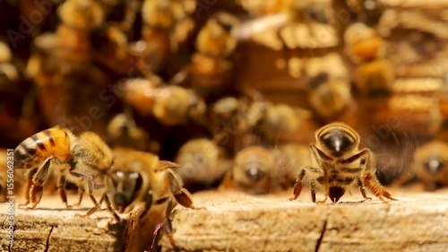 Honeybees fan their wings to ventilate and cool the hive entrance. This natural behavior regulates hive temperature, essential for colony health and survival.