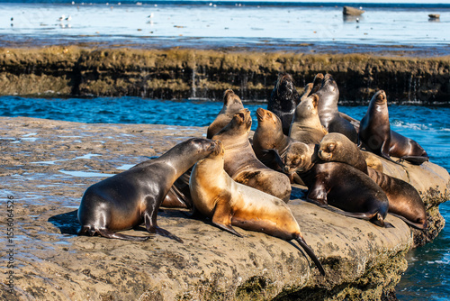 South American  Sea Lion , 
Peninsula Valdes ,Chubut,Patagonia, Argentina