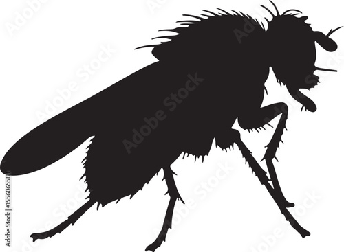 Wheat fly insect in silhouette image white background.