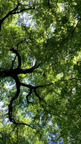 View looking up at a lush green tree canopy with sunlight filtering through dense leaves and branches, capturing the peaceful essence of nature in summertime.