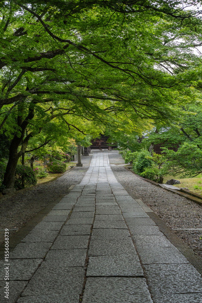 青もみじと苔が彩る日本の森の風景 青もみじと苔が彩る日本の森の風景