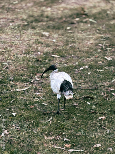 Local animals A peaceful stroll — Australian White Ibis (Threskiornis molucca) walking across a grassy field photo