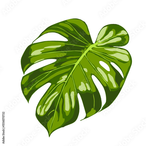 monstera green vector 