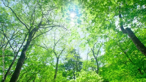 夏の日差しと美しい新緑,beautiful fresh green
