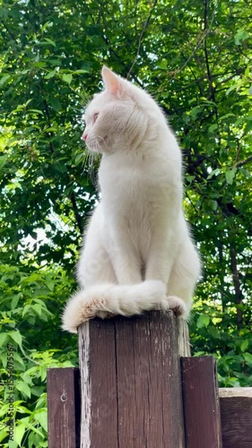 White cat sitting proudly on a wooden fence post in front of lush green trees, looking alert and majestic in a peaceful outdoor setting.