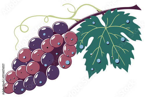 High Quality Vector Illustration of a Bunch of Grapes Possibly for Wine or Food