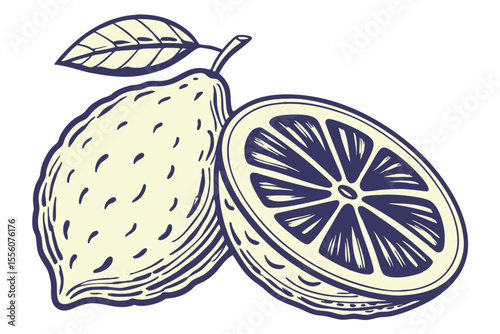 High Quality Vector Illustration of a Citron Fruit with Detailed Elements