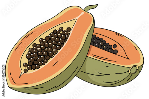 High Quality Vector Illustration of a Papaya
