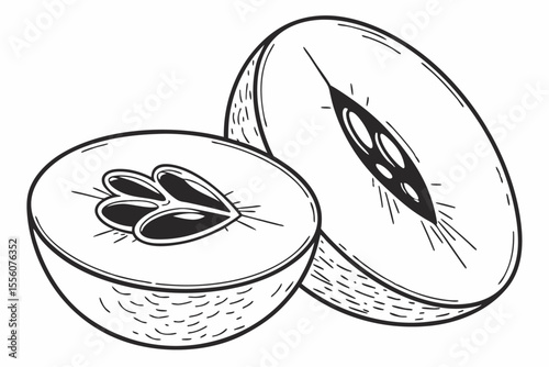 High Quality Sapodilla Fruit Vector Illustration