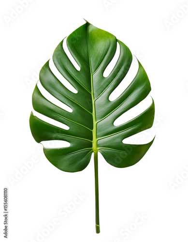 Lush Green Monstera Leaf photo