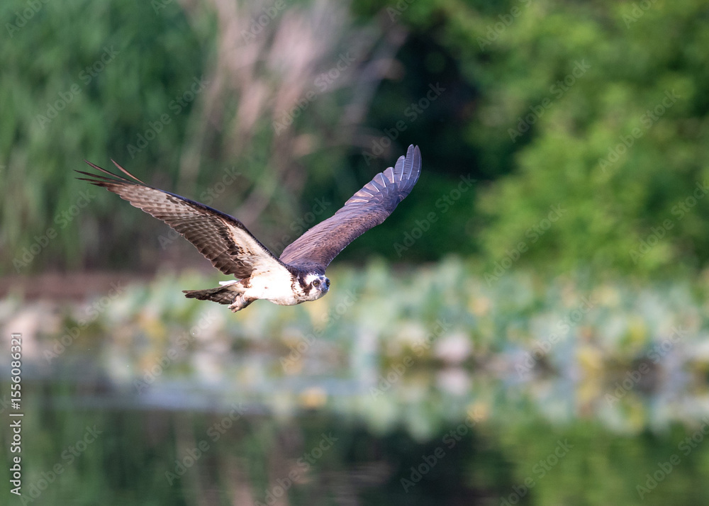 Obraz premium Osprey