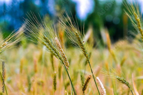 Macro shot of green and golden wheat ears swaying in the wind on a sunny day with blurred background of farmland and trees