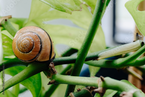 Snail among houseplant stems near a window. Macro of a snail crawling on houseplant stems, captured in soft indoor daylight.