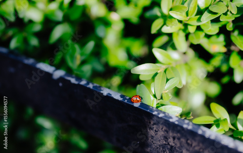Ladybug walking along a garden fence in spring greenery. Macro of a ladybug on a black fence, surrounded by vivid green leaves in natural spring sunlight.