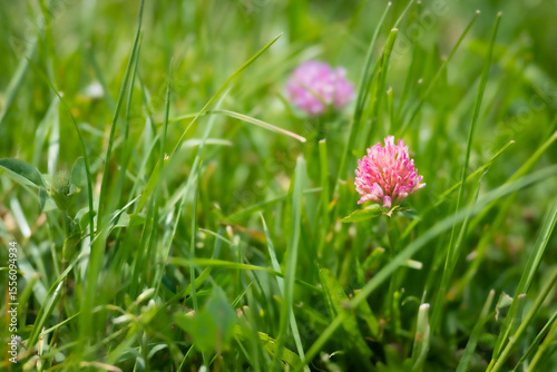 Pink Clover Blooming in Green Grass. A delicate pink clover flower blooming among fresh green grass in warm summer light.