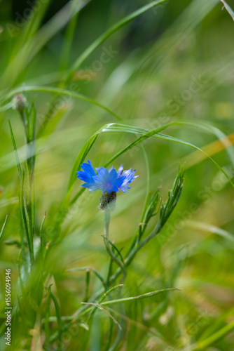 Cornflower. A flower among grasses in a summer meadow. A close-up of a cornflower wrapped in summer grass, captured in soft natural light.