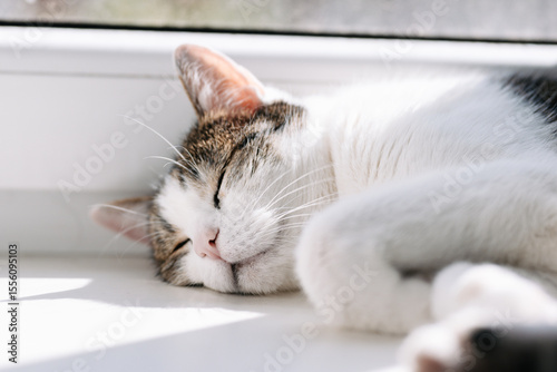 Sleeping cat basking in sun on windowsill. Close-up of a cat sleeping on a white windowsill in soft daylight. Peaceful home scene with visible fur texture and calm atmosphere.
