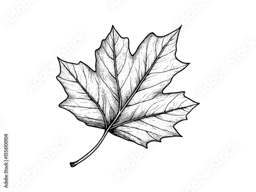 Hand-drawn autumn leaf, vintage engraved seasonal icon, black line fall motif, trendy rustic nature engraving, old style illustration, harvest decor, Thanksgiving graphic, woodland art,