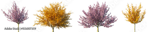 Obraz na plátně Set of Prunus serrulata Kanzan (Kwanzan or Sekiyama) spring and autumn frontal s