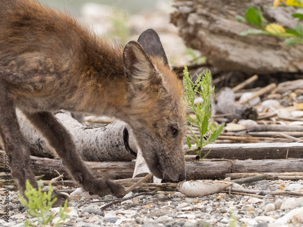 Fototapeta premium A young Red Fox scavenging for food amongst shells and washed up debris on a shingle beach