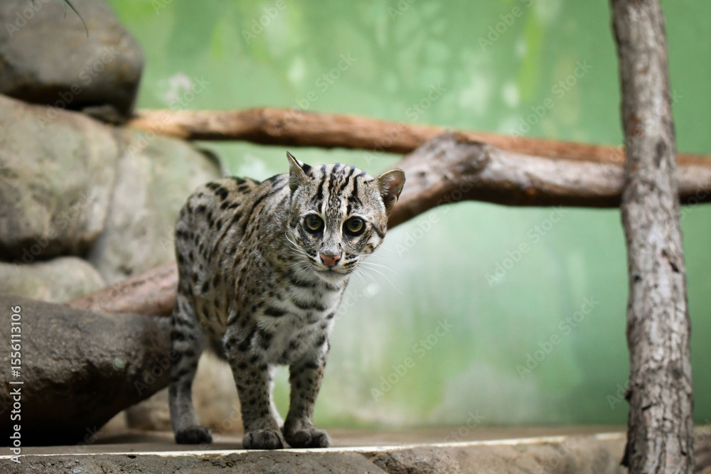 Obraz premium Prionailurus viverrinus is in her zoo habitat. Sand habitat in zoo in sunny day.